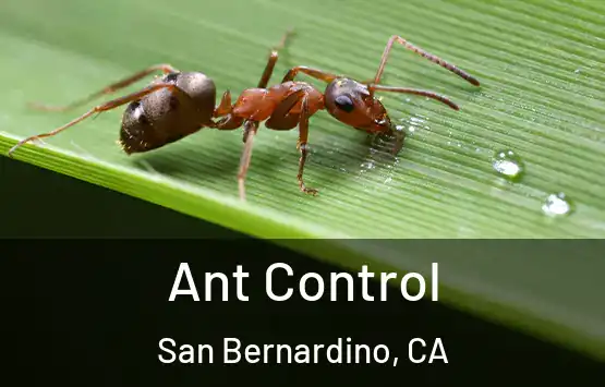  Ant Control San Bernardino, CA
