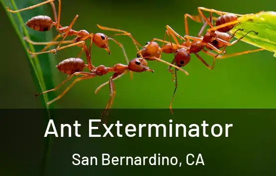  Ant Exterminator San Bernardino, CA