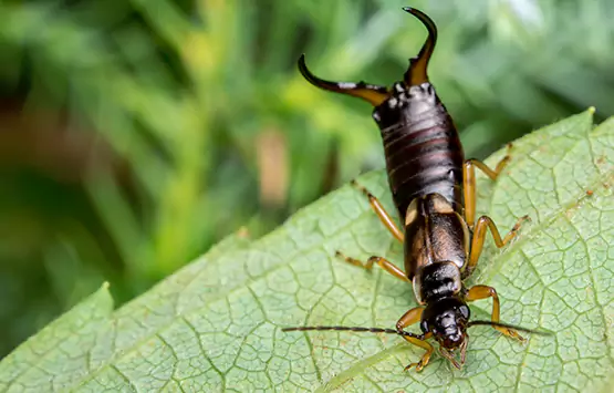 Earwig Control San Bernardino, CA - Earwig Pest Control