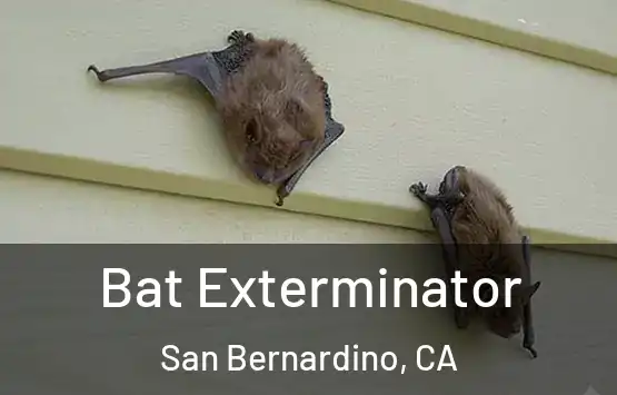  Bat Exterminator San Bernardino, CA