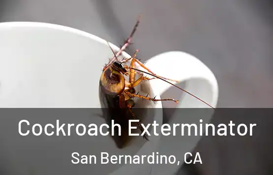  Cockroach Exterminator San Bernardino, CA