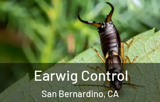  Earwig Control San Bernardino, CA