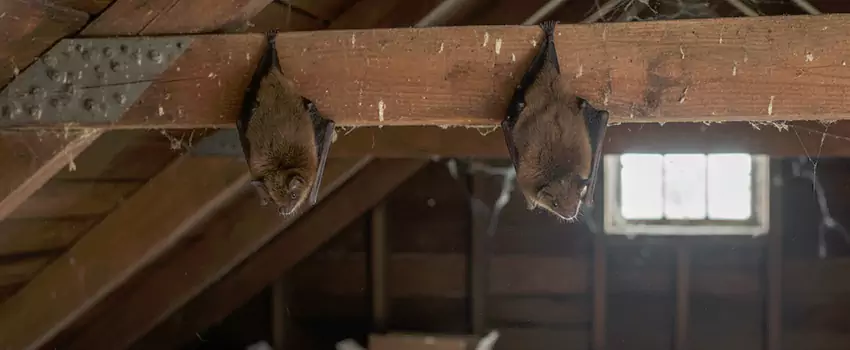 bat-exterminator in San Bernardino, CA