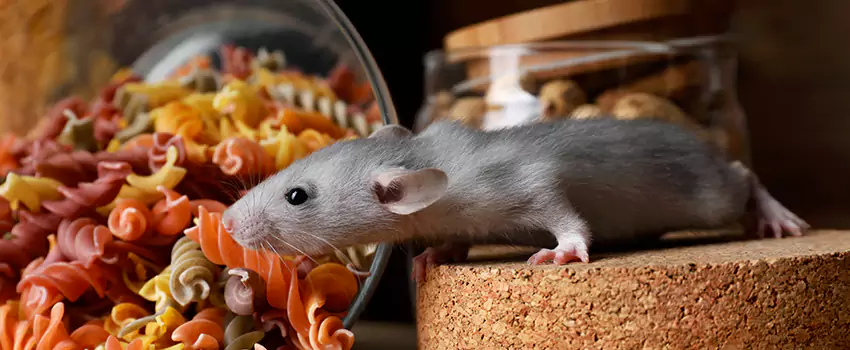 Rodent Extermination for Families with Children & Pets San Bernardino, CA