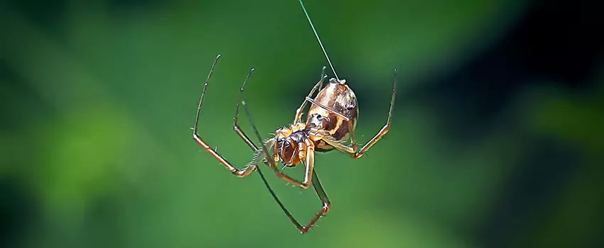 Spider and Mosquito Control Solutions San Bernardino, CA