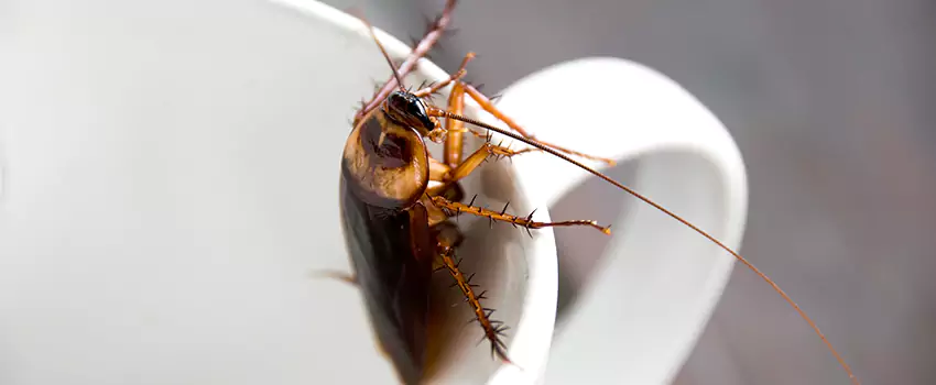 cockroach-treatment in San Bernardino, CA
