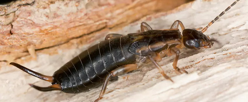 earwig-control in San Bernardino, CA