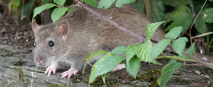 mice-control in San Bernardino, CA