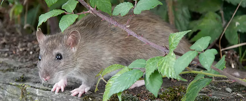mouse-control in San Bernardino, CA