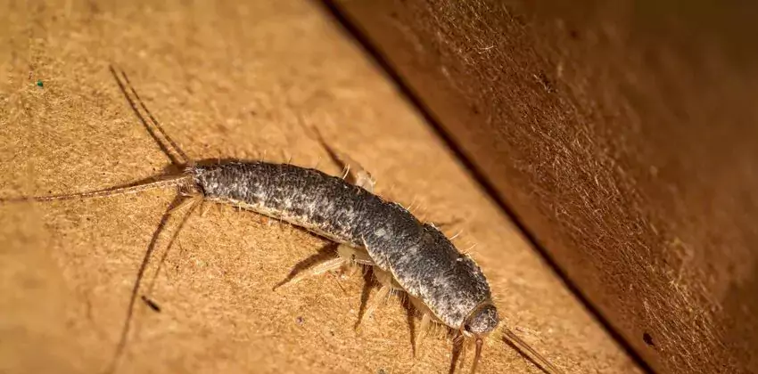 silverfish-control in San Bernardino, CA