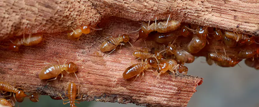 termite-treatment in San Bernardino, CA