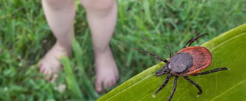 tick-treatment-for-yard in San Bernardino, CA