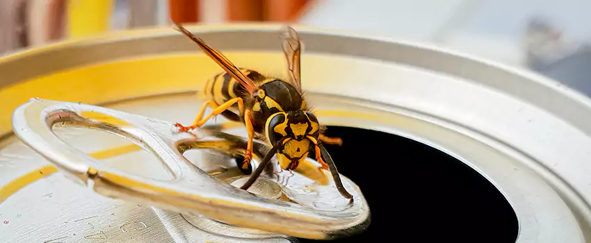 wasp-exterminator in San Bernardino, CA
