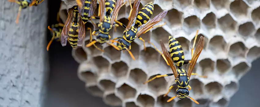 wasp-pest-control in San Bernardino, CA