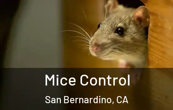  Mice Control San Bernardino, CA