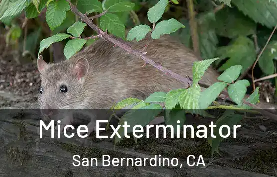  Mice Exterminator San Bernardino, CA