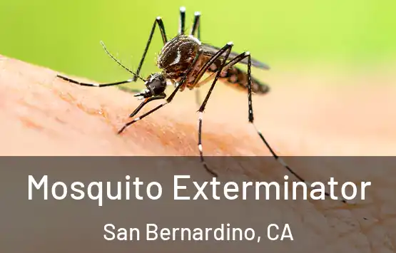  Mosquito Exterminator San Bernardino, CA