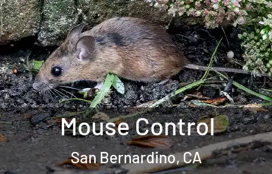  Mouse Control San Bernardino, CA