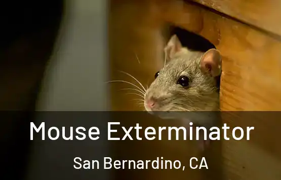  Mouse Exterminator San Bernardino, CA