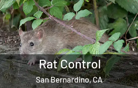  Rat Control San Bernardino, CA