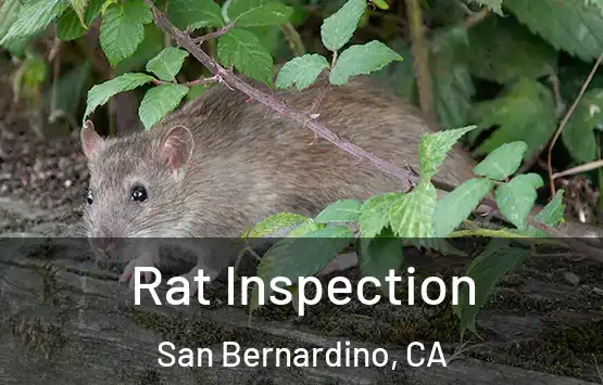  Rat Inspection San Bernardino, CA