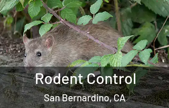  Rodent Control San Bernardino, CA