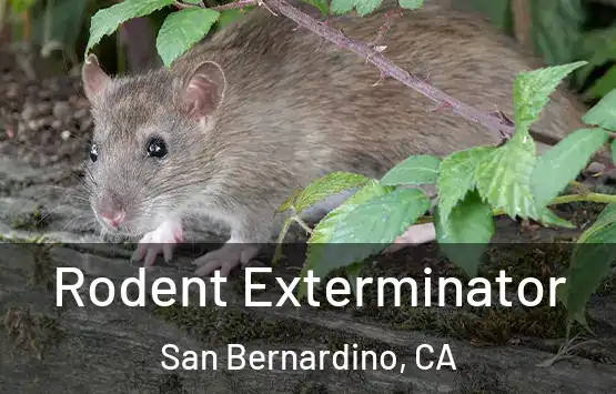  Rodent Exterminator San Bernardino, CA