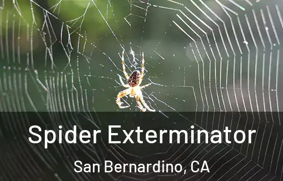  Spider Exterminator San Bernardino, CA