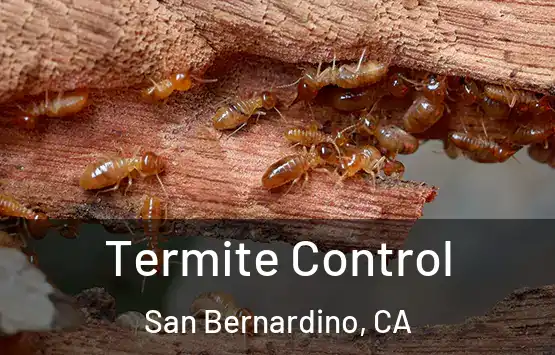  Termite Control San Bernardino, CA