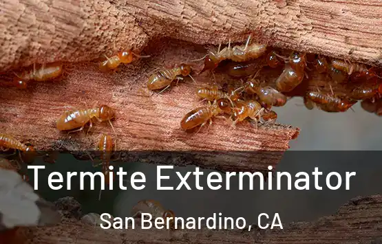  Termite Exterminator San Bernardino, CA