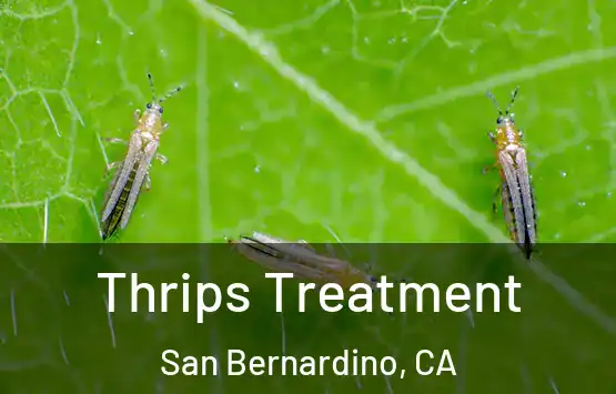  Thrips Treatment San Bernardino, CA