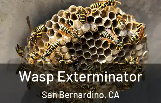  Wasp Exterminator San Bernardino, CA