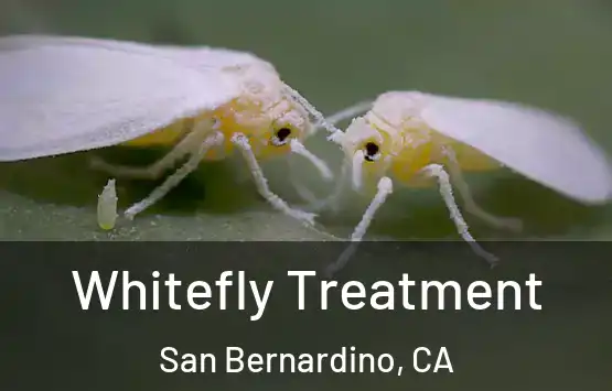  Whitefly Treatment San Bernardino, CA