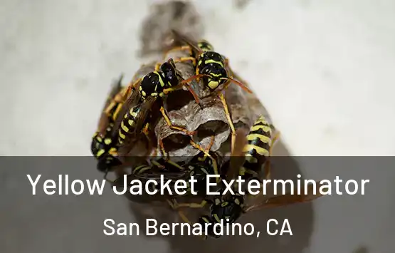  Yellow Jacket Exterminator San Bernardino, CA